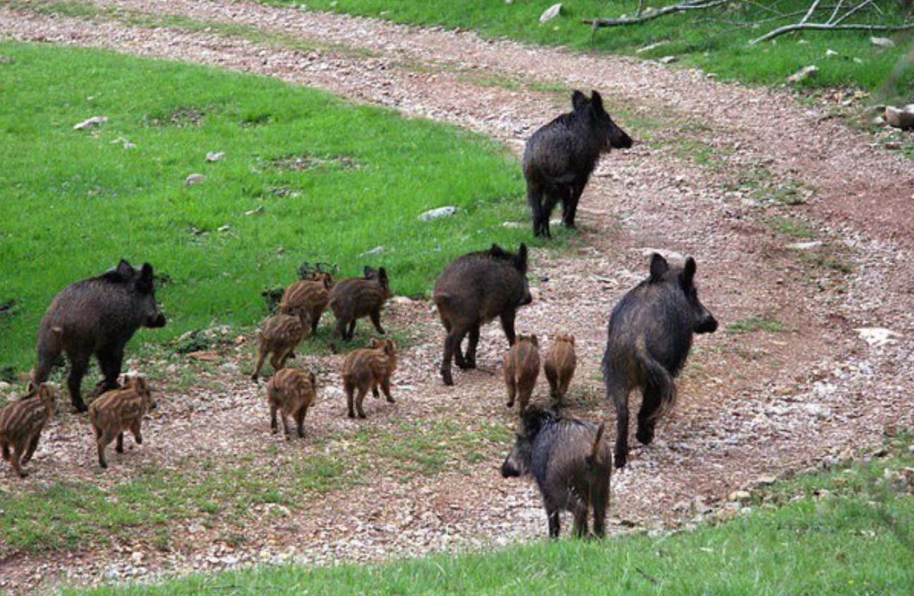 CALENDARIO DELLA SCRIVIA, marzo 2023, il cinghiale