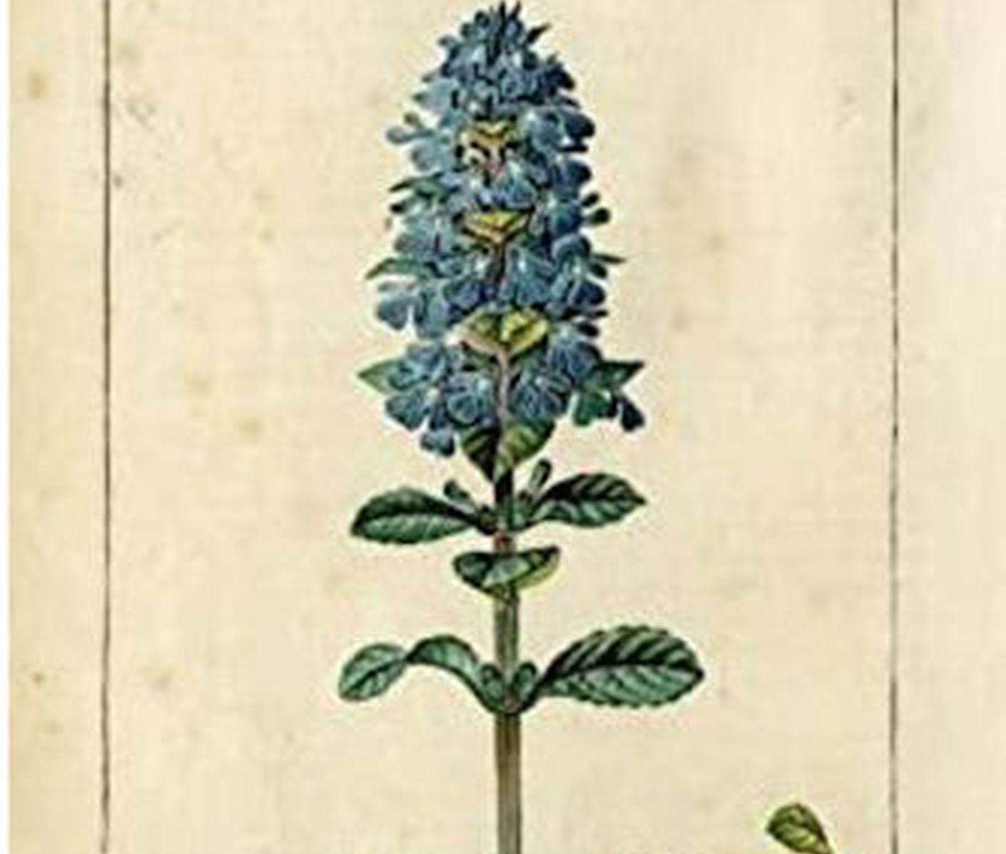 Il fiore del mese di maggio